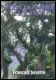 Plant ak pyebwa t� d'Ayiti - Haitian Book Centre - Haitian Books in Creole, English and French, francophone litterature